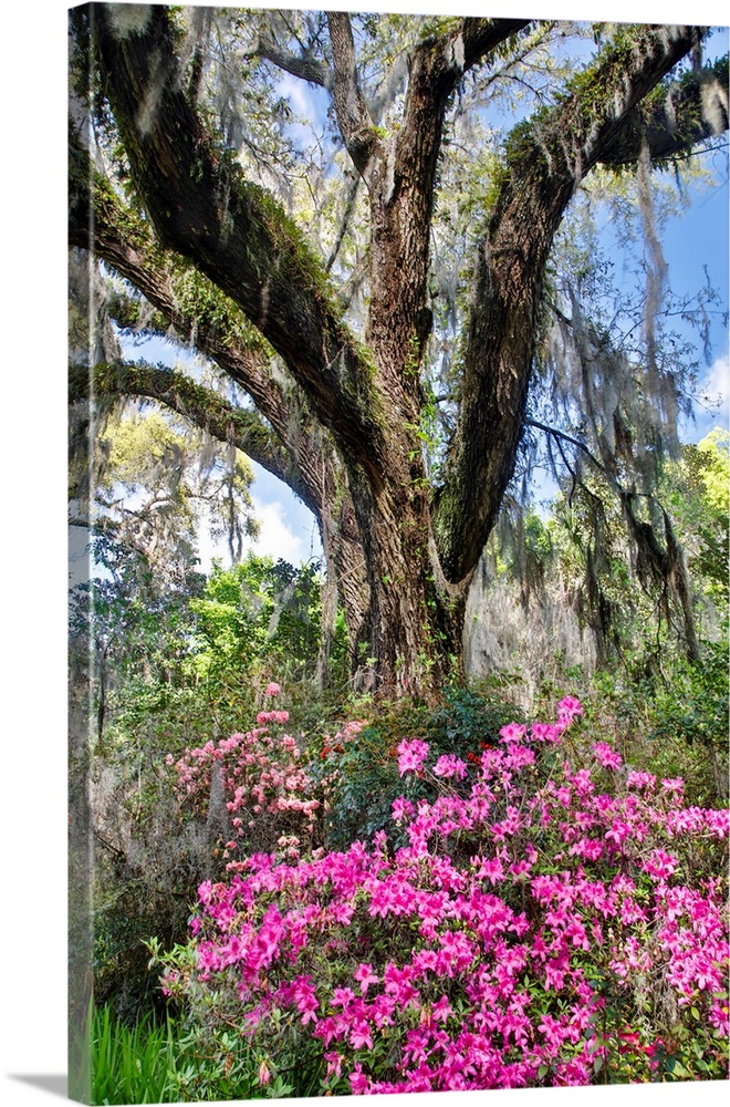 United States, North Carolina, Magnolia Plantation, Moss-Covered Tree Trunk with Azaleas