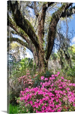 United States, North Carolina, Magnolia Plantation, Moss-Covered Tree Trunk With Azaleas