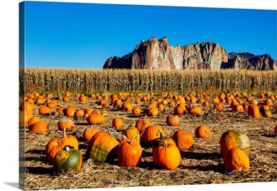 United States, Oregon, Bend, Pumpkin Harvest