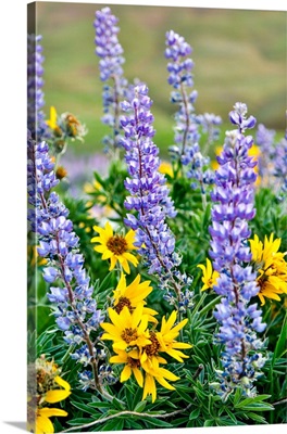 United States, Oregon, Columbia River Gorge, Close-Up Of Lupine And Black-Eyed Susan