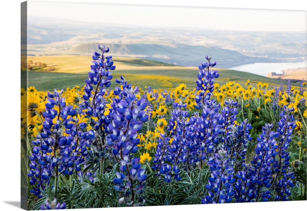 United States, Oregon, Columbia River Gorge, Landscape aloong the Gorge