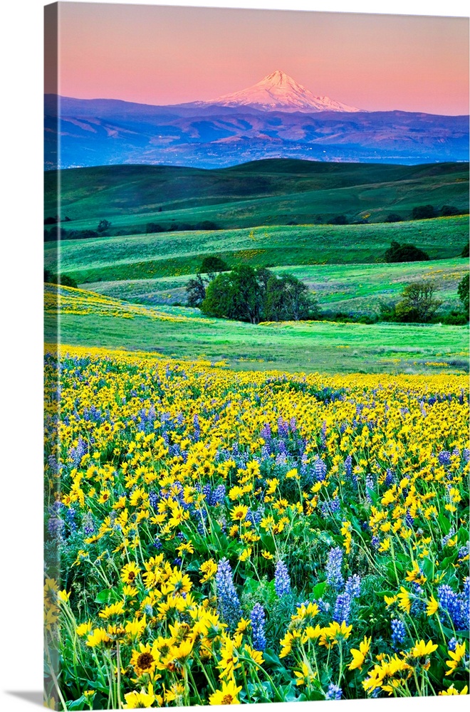 United States, Oregon, Columbia River Gorge, Landscape of Field and Mt. Hood