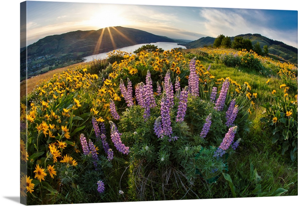 United States, Oregon, Columbia River Gorge, Rowena Crest at Sunrise