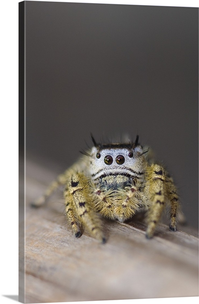 Unknown Jumping Spider, Salticidae, adult, New Braunfels, Hill Country, Texas, USA, March 2006