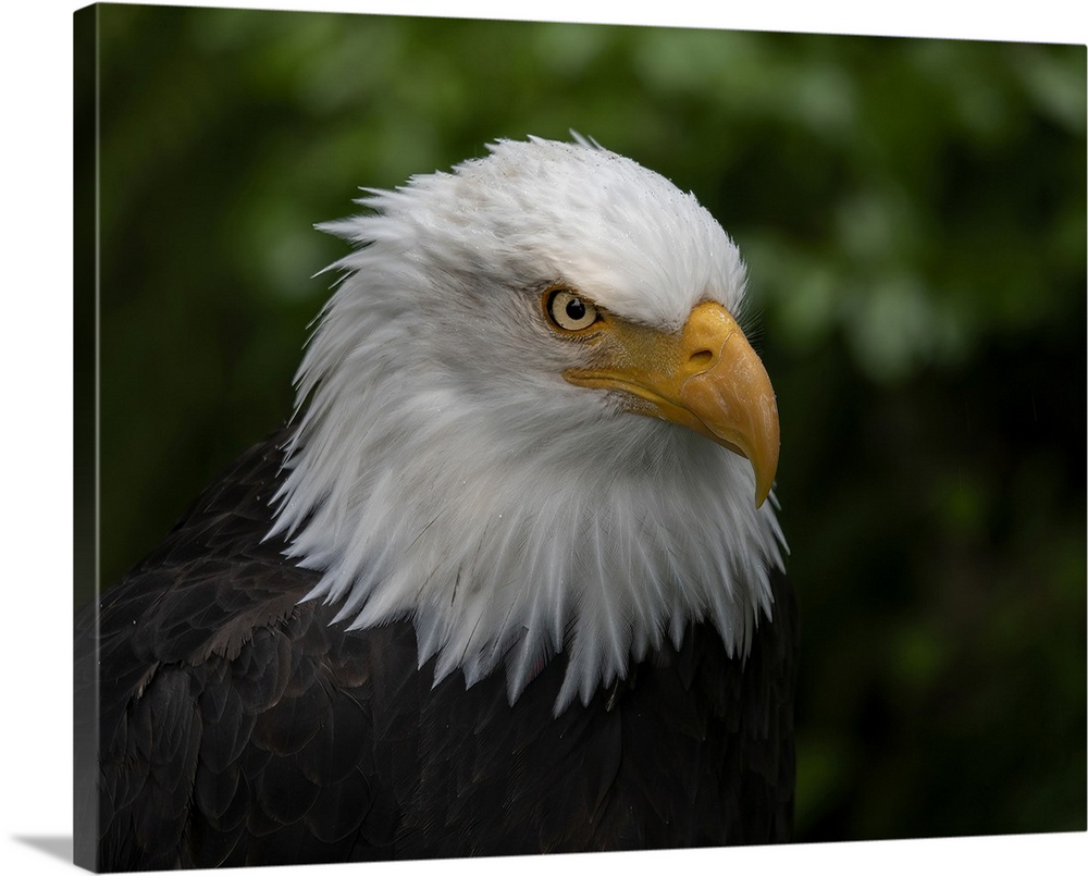 Usa, Alaska. Alaska Raptor Center, this bald eagle poses for the camera. United States, Alaska.