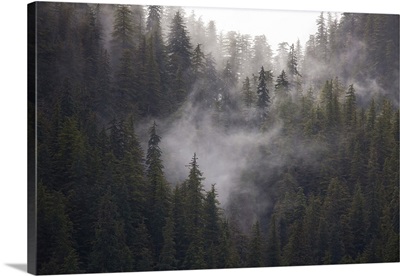 USA, Alaska, Fog Dance Among Trees In This Alaska Rainforest Scene, Admiralty Island