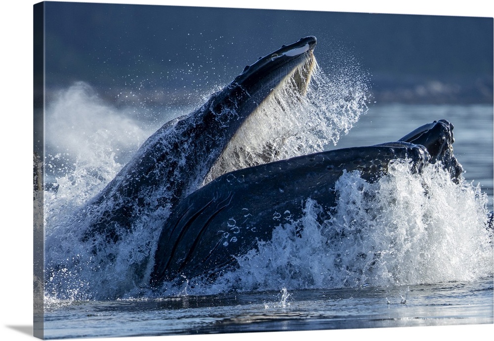 USA, Alaska, humpback whale (Megaptera Novaeangliae) surfaces while bubble net feeding in Frederick sound on summer aftern...