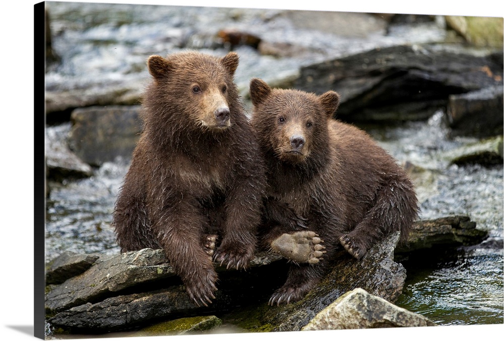 USA, Alaska, Katmai National Park, Coastal Brown Bear Spring Cubs (Ursus arctos) sitting on stones along salmon spawning s...