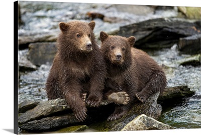 USA, Alaska, Katmai National Park, Coastal Brown Bear Spring Cubs