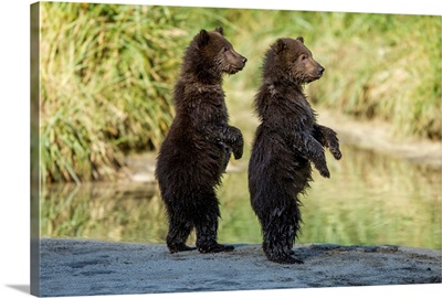 USA, Alaska, Katmai National Park, Coastal Brown Bear Spring Cubs