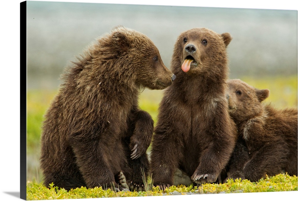 USA, Alaska, Katmai National Park, Grizzly Bear Spring Cub (Ursus arctos) sticks out tongue while resting on tidal flats a...