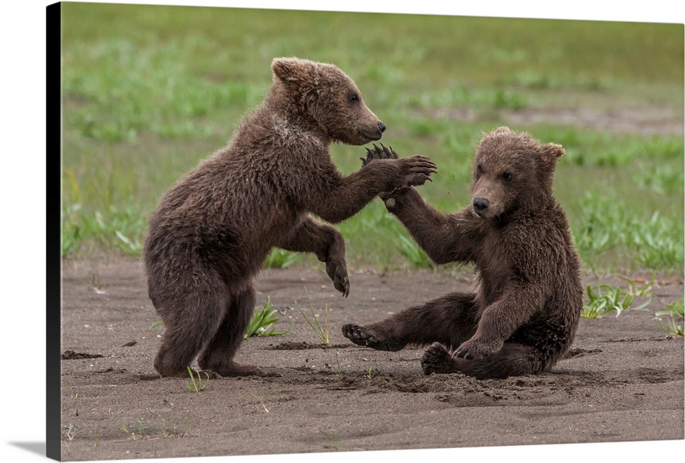 USA, Alaska, Katmai National Park, Hallo Bay. Coastal Brown Bear, Grizzly, Ursus Arctos. Twin grizzly bear cubs playing an...