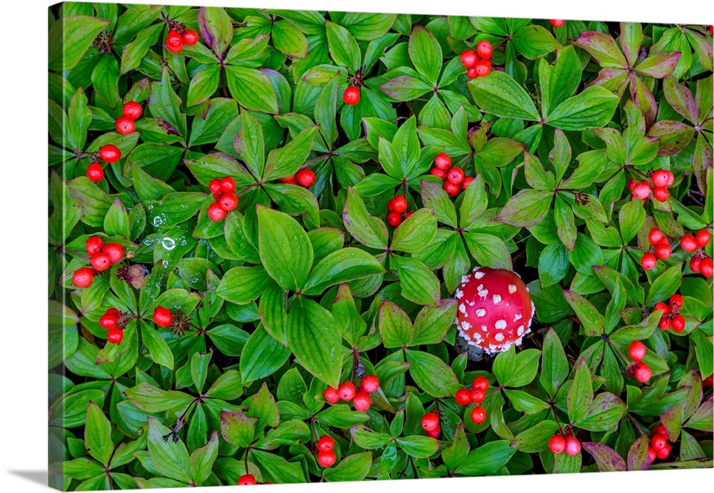 USA, Alaska, Nancy Lake State Recreation Area. Bunchberry and fly agaric mushrooms.