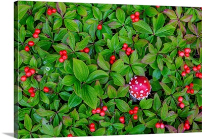 USA, Alaska, Nancy Lake State Recreation Area, Bunchberry And Fly Agaric Mushrooms