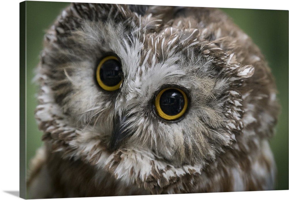 Usa, Alaska. This tiny saw-whet owl is a permanent resident of the Alaska Raptor Center because of injuries that make it i...