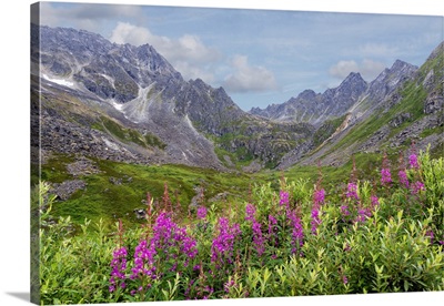 USA, Alaska, Talkeetna Mountains, Mountain Landscape With Fireweed Flowers