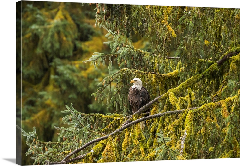 USA, Alaska, Tongass National Forest. Bald eagle in tree.