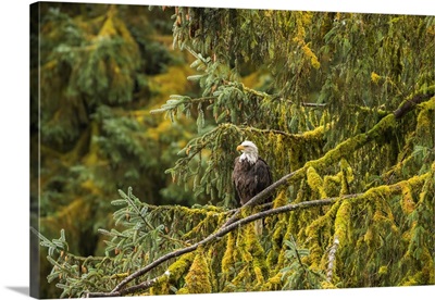 USA, Alaska, Tongass National Forest, Bald Eagle In Tree