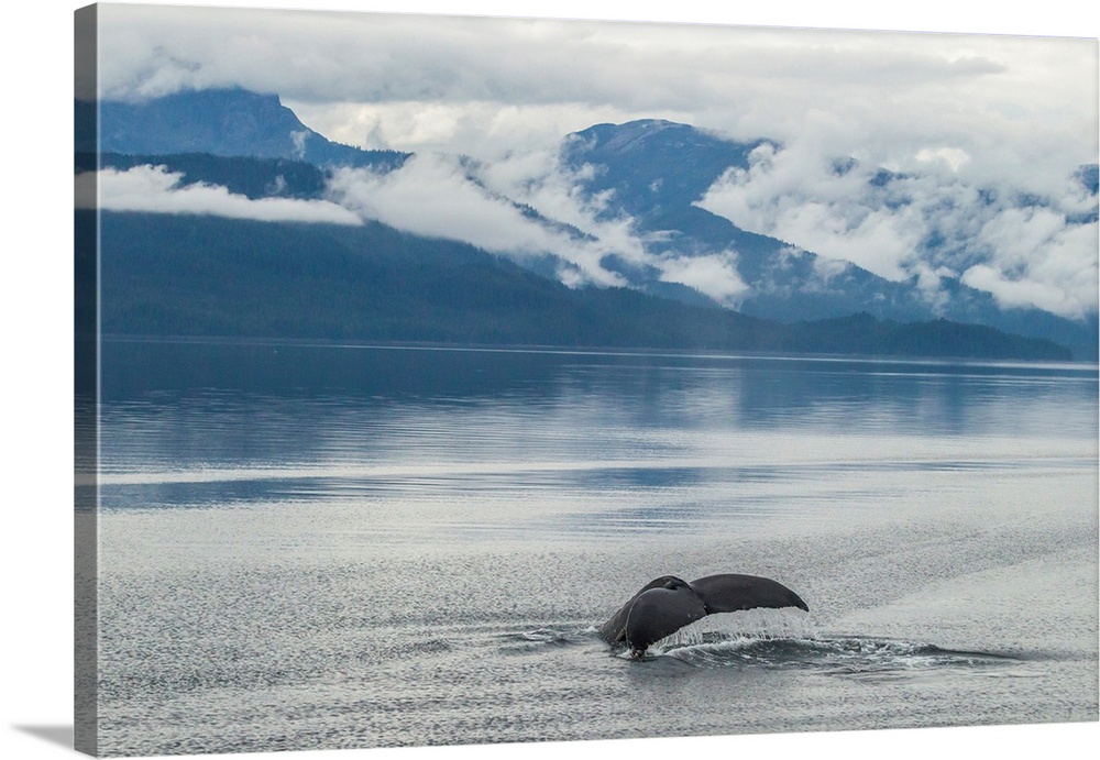 USA, Alaska, Tongass National Forest. Humpback whale diving.