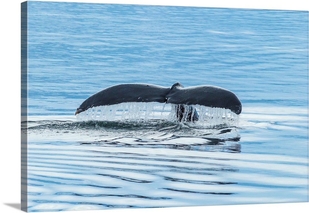 USA, Alaska, Tongass National Forest. Humpback whale diving.