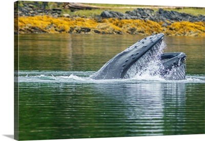USA, Alaska, Tongass National Forest, Humpback Whale Lunge Feeds