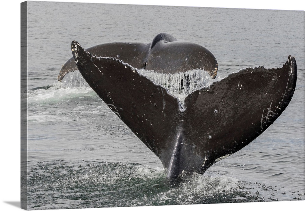 USA, Alaska, Tongass National Forest. Humpback whales diving.