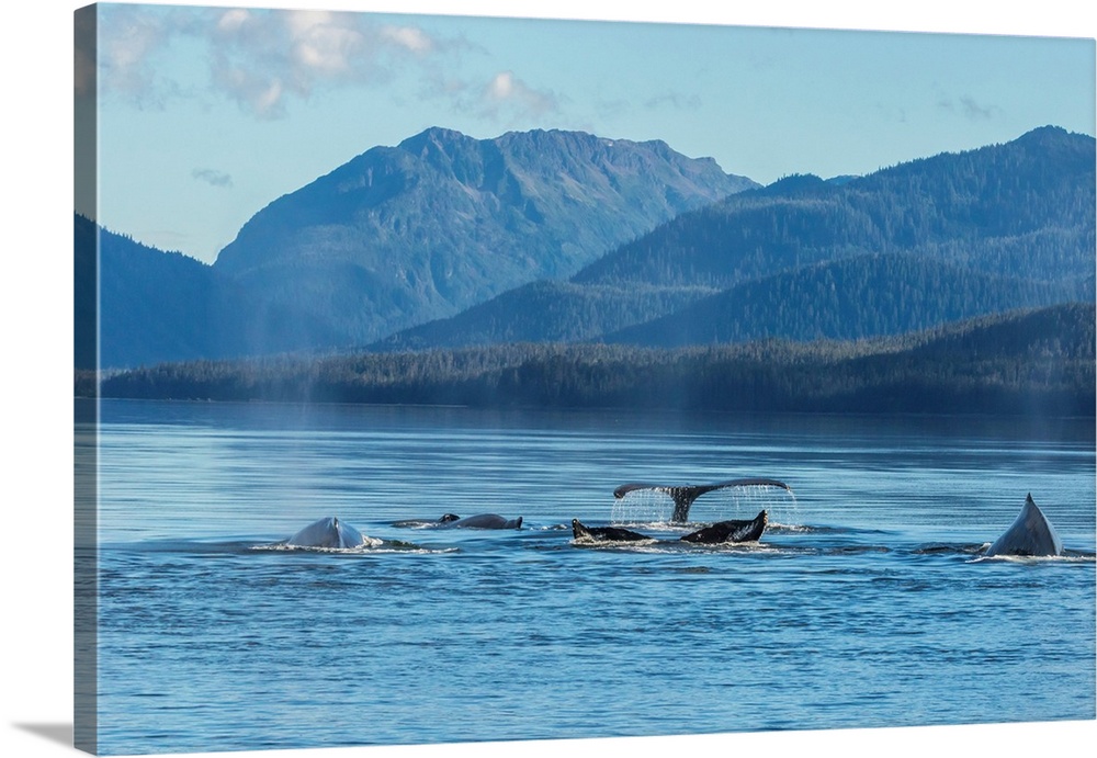 USA, Alaska, Tongass National Forest. Humpback whales surfacing and diving.