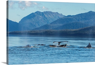 USA, Alaska, Tongass National Forest, Humpback Whales Surfacing And Diving