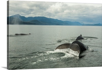 USA, Alaska, Tongass National Forest, Humpback Whales Surfacing And Diving
