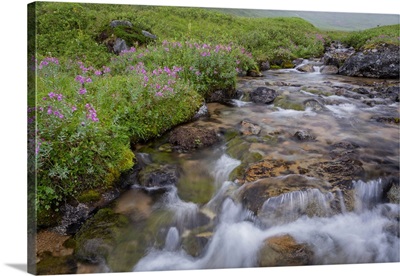 USA, Alaska, Upper Willow Creek And Flowers