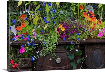 USA, Alaska, Wiseman, Flowers Planted In Vintage Cook Stove