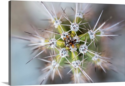USA, Arizona, Abstract Detail Of Cactus Needles