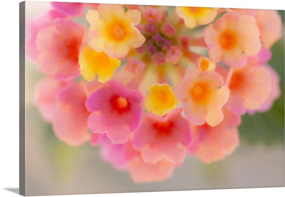 USA, Arizona. Abstract detail of lantana flowers.