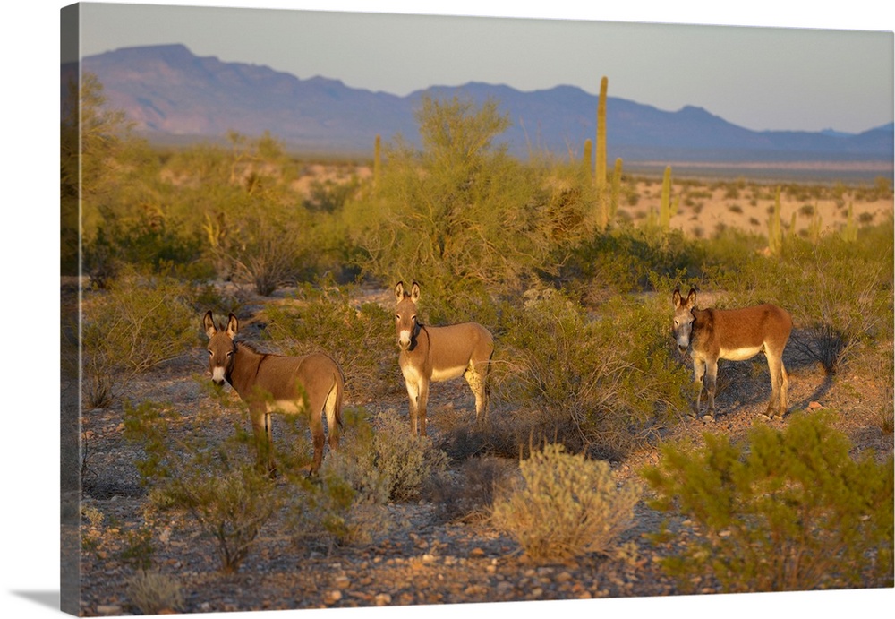 USA, Arizona, Alamo Lake State Park, Wild burros in the desert.