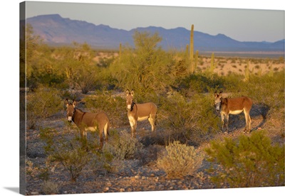 USA, Arizona, Alamo Lake State Park, Wild Burros In The Desert