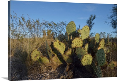 Usa, Arizona, Dead Horse Ranch State Park, Beavertail Cactus