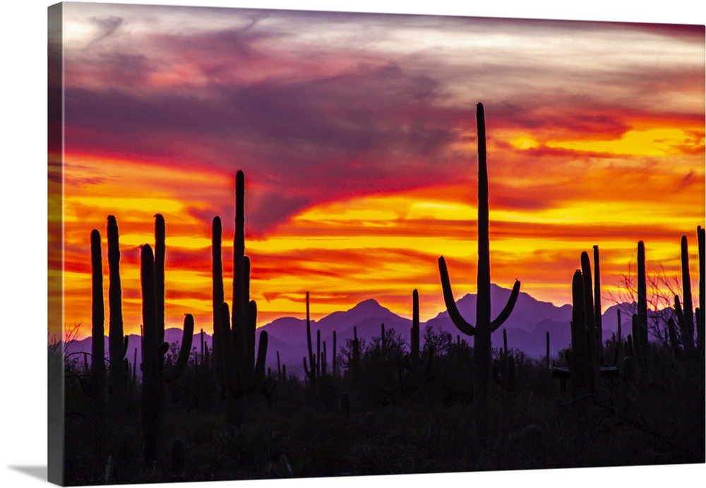 USA, Arizona, Saguaro National Park. Saguaro cacti and mountain silhouette at sunset.