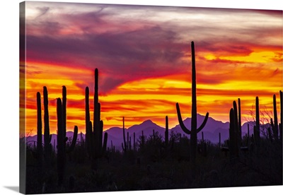 USA, Arizona, Saguaro National Park, Saguaro Cacti And Mountain Silhouette At Sunset