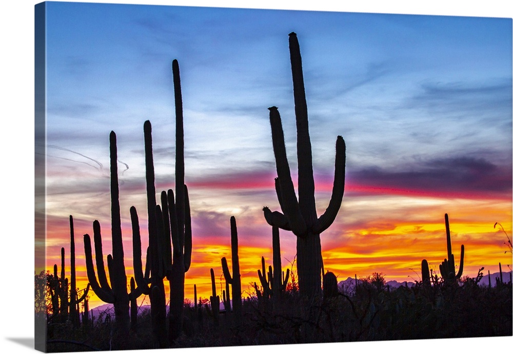 USA, Arizona, Saguaro National Park. Saguaro cacti silhouettes at sunset.