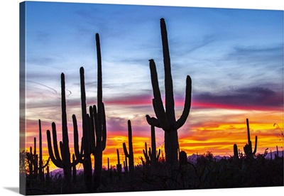 USA, Arizona, Saguaro National Park, Saguaro Cacti Silhouettes At Sunset