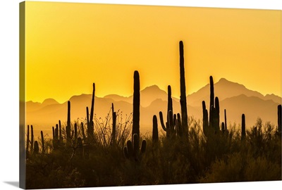 USA, Arizona, Saguaro National Park, Sonoran Desert At Sunset