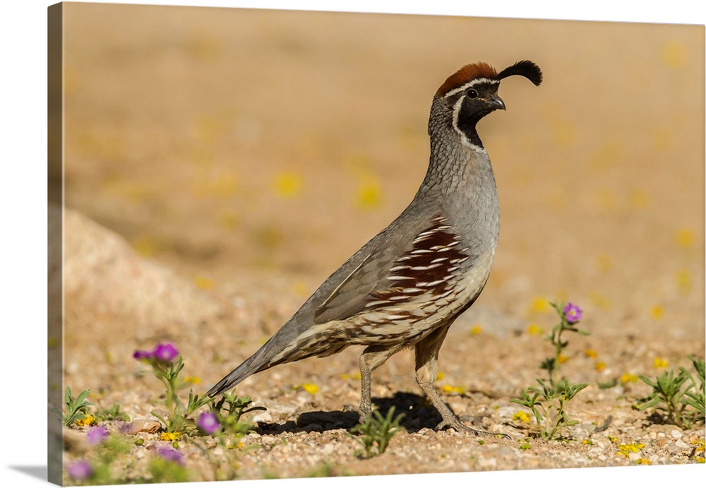 USA, Arizona, Sonoran Desert. Male Gambel's quail.