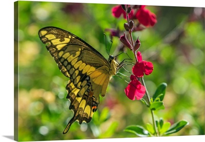 USA, Arizona, Sonoran Desert, Swallow-Tailed Butterfly On Penstemmon Flower