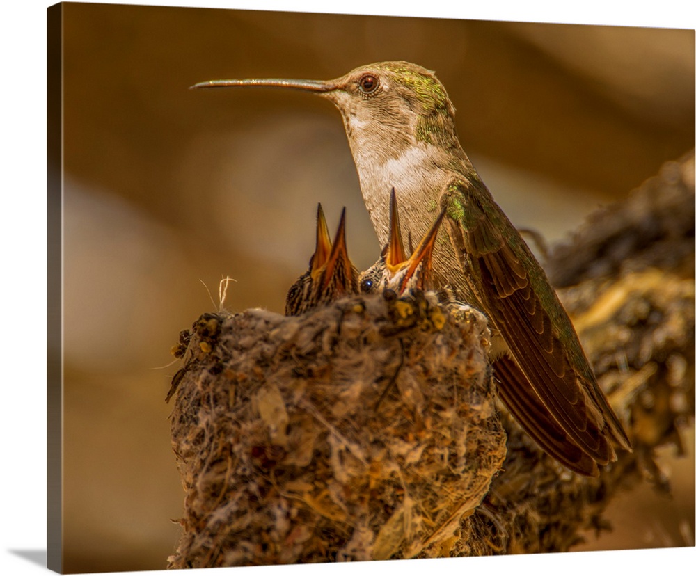 USA, Arizona, Tucson, Humming bird nest-.