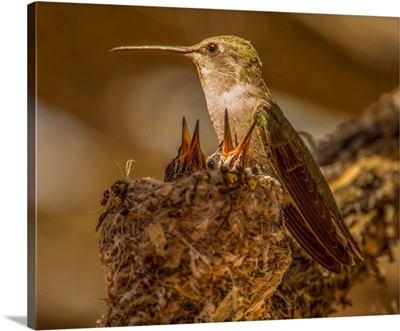 USA, Arizona, Tucson, Humming Bird Nest