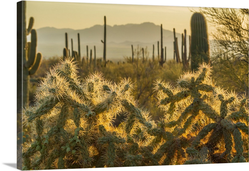 USA, Arizona, Tucson Mountain Park. Backlit cholla cactus in Sonoran Desert.