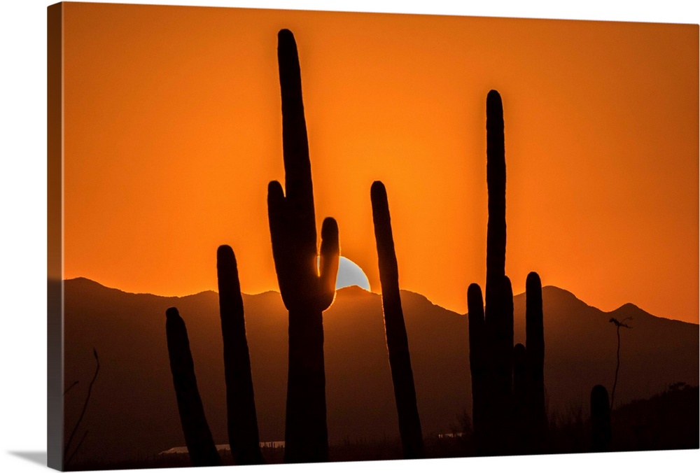 USA, Arizona, Tucson Mountain Park. Sonoran Desert at sunset.