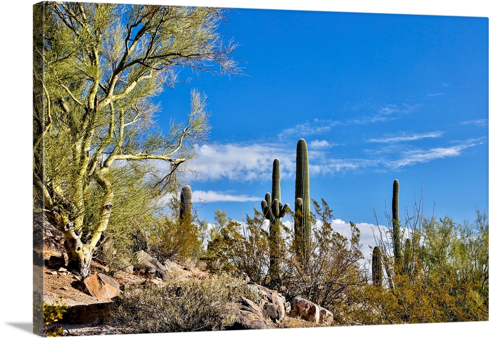 USA, Arizona, Tucson, Path through the Cactus.