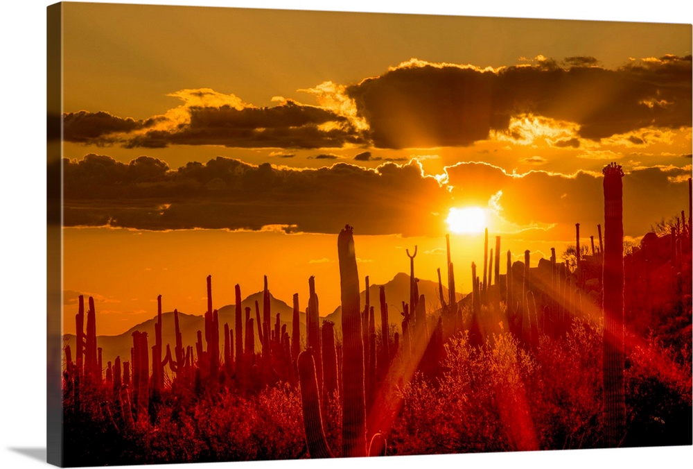 USA, Arizona,Tucson, Saguaro National Park (west).
