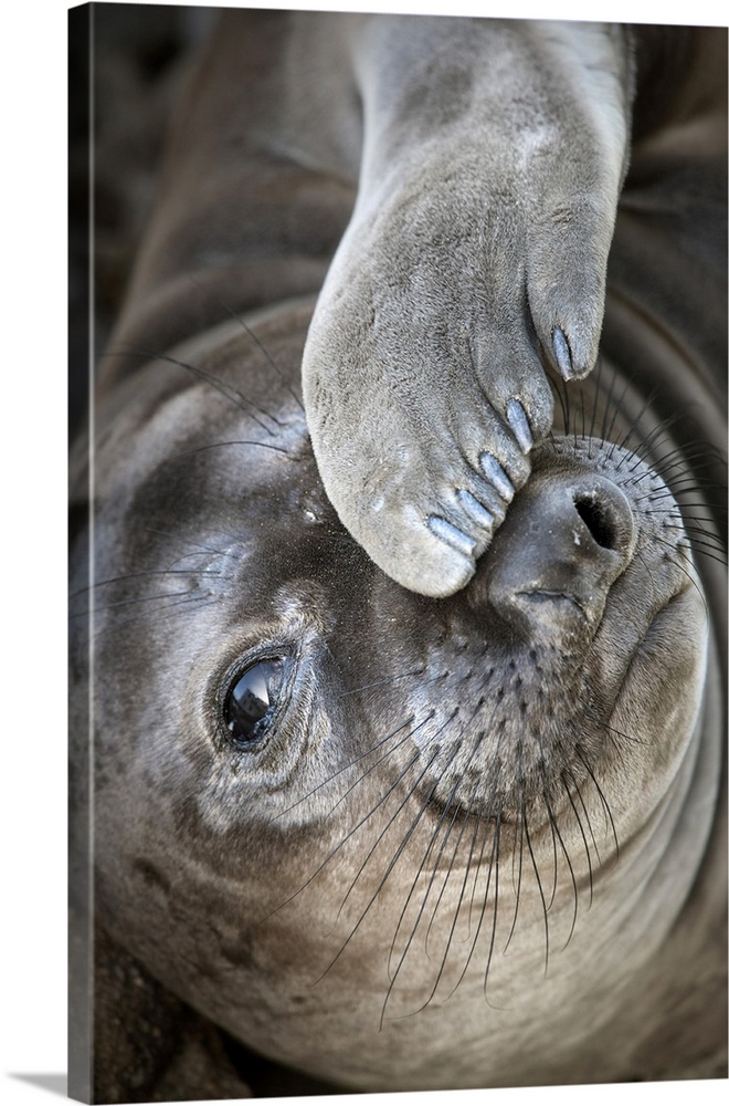 Usa, California. A curious elephant seal pup goes eye to the eye with the photographer next to the Lifeboat Station at Poi...